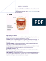 La boca y sus partes: funciones y estructuras en