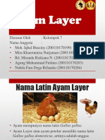 Ayam Layer