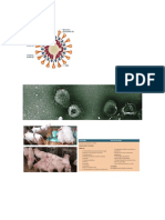 Morfología Coronavirus