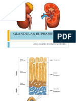 Glandulas Suprarrenales Anato