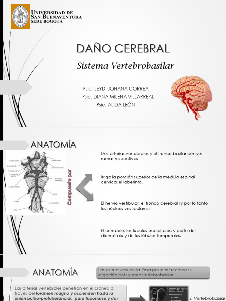 Presentación Sistema Vertebrobasilar | PDF | Cerebelo | Cabeza y cuello  humanos, image size:768x1024