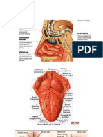 anatomia.docx
