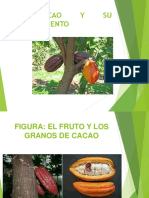 El Cacao 7-11-17 Ok
