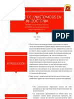 Grupos de Anastomosis en Rhizoctonia