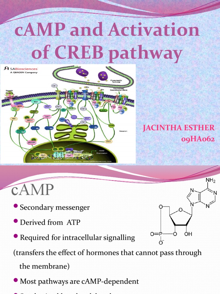 cAMP's Role in CREB Activation | PDF