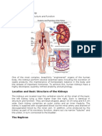 Human Kidney Anatomy Physiology Structure Function