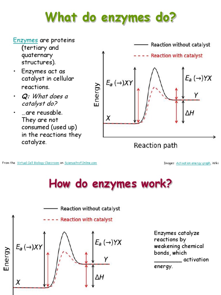 Understanding Enzymes and Their Functions | PDF | Cofactor ...