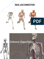 Sistema Esqueletico (1)