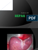anatomi hepar