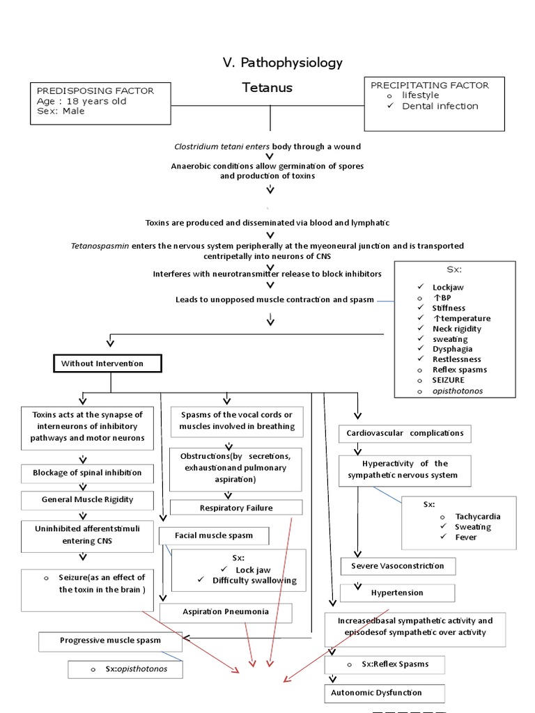 Pathophysiology of Tetanus | PDF | Nervous System | Medical Specialties