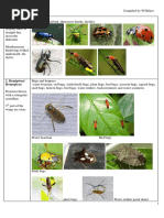 Insect Arium