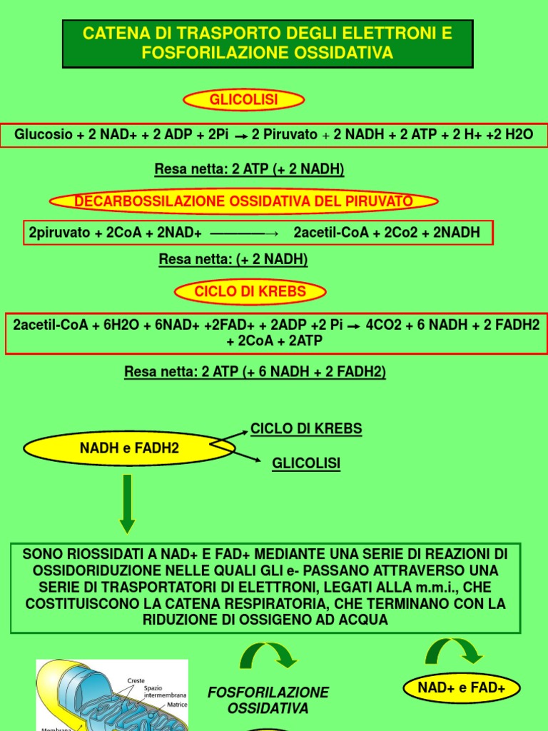 Catena Respiratoria E Fosforilazione Ossidativa