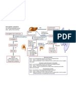 Hemoglobine Catabolism