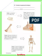 Niveles de Organizacion Biologica