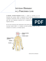 Sistema Nervioso Humano: Estructura y Funciones