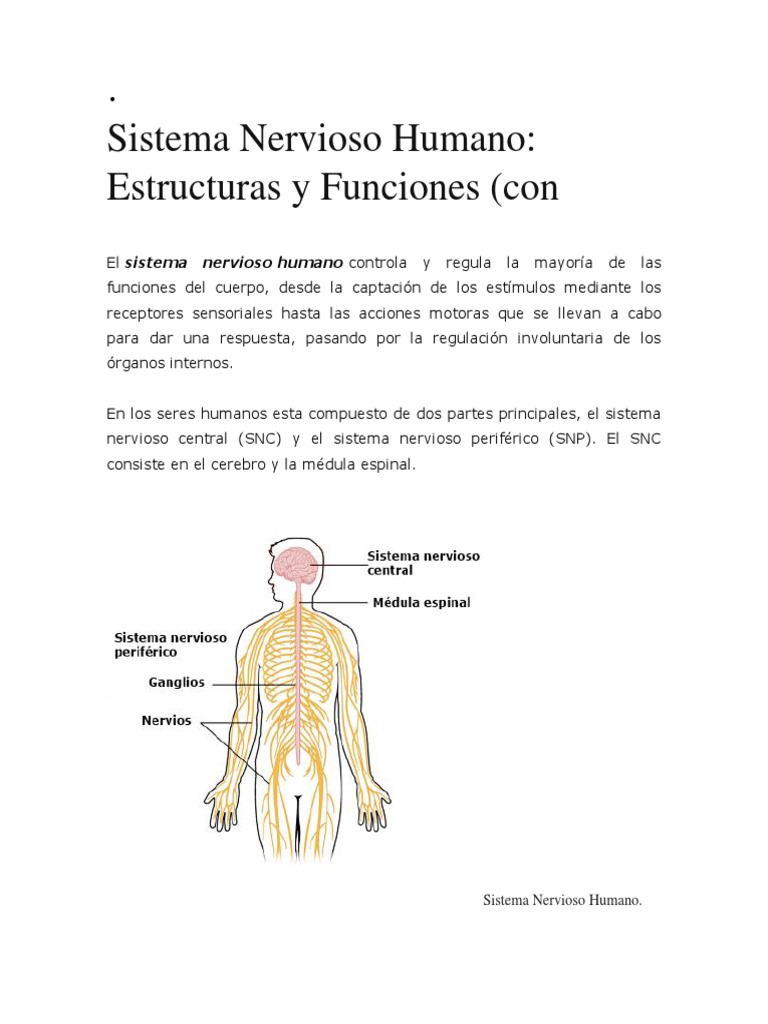 Estructura y Funciones del Sistema Nervioso | PDF | Sistema nervioso ...