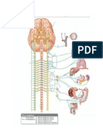 Sistema Nervioso