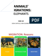 Animals' Migrations