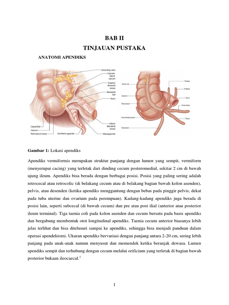 Anatomi Apendiks | PDF