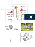 sistema nervioso.docx