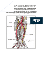 Venas de La Región Antecubital