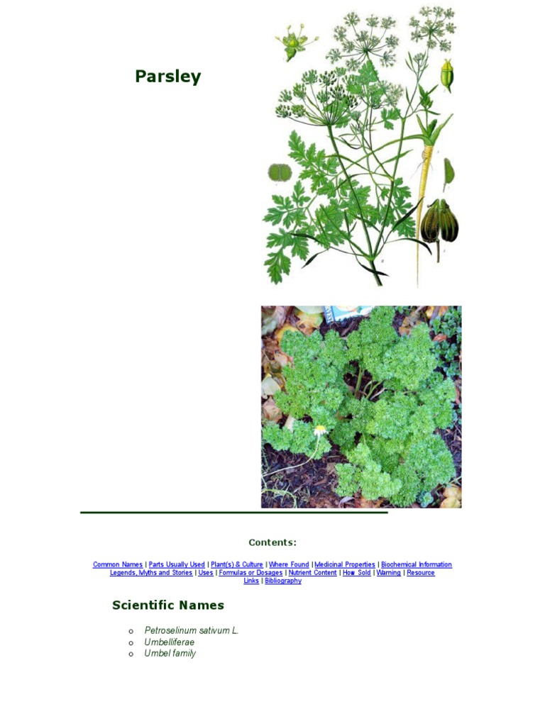 Parsley Scientific Names PDF Parsley Plants