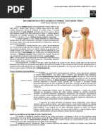 Anatomia Macroscopica Da Medula Espinhal