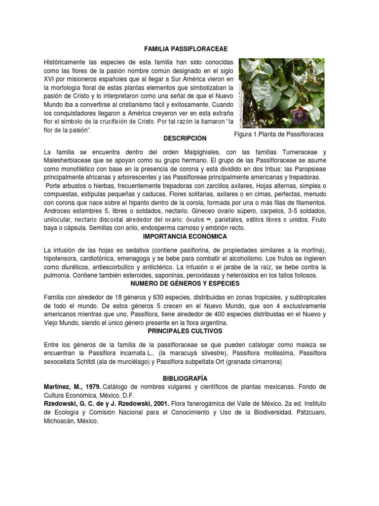 Passiflora Selene Nuevo Familia Flores Horticultura Y Jardineria
