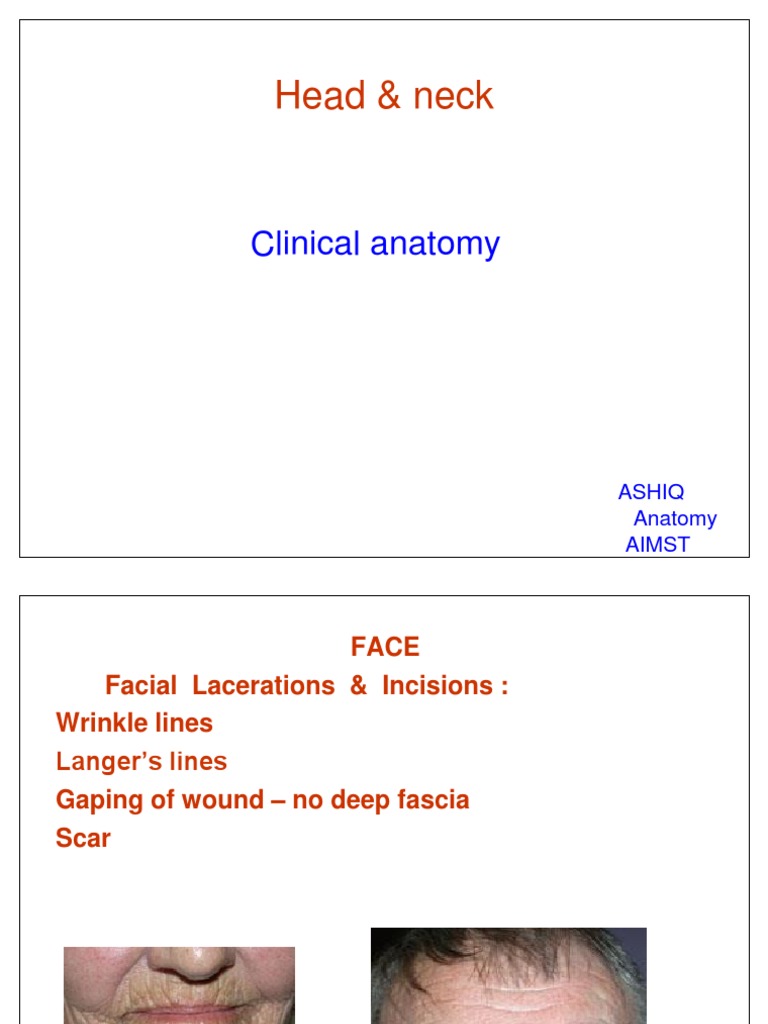 Head & Neck: Clinical Anatomy | PDF | Human Anatomy | Human Head And Neck