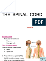 The Spinal Cord: DR - Satya