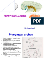 21 - Pharyngeal Arches (HD)