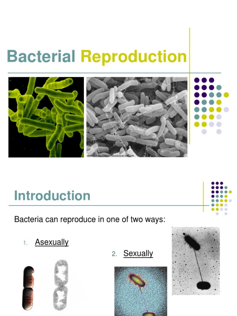 Asexual vs. Sexual Bacterial Reproduction | PDF