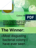Colony Morphology PDF