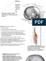 Regiune Cerebrala Anterioara