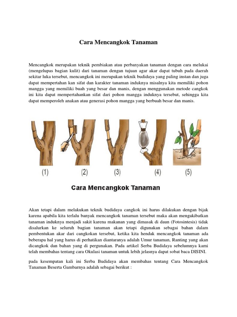 Cara Mencangkok Tanaman Beserta Gambarnya | PDF