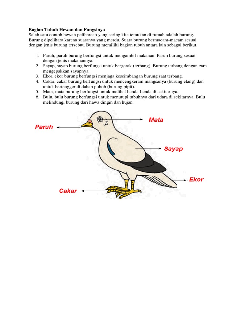  Bagian  Bagian  Hewan  Dan  Fungsinya  Berbagai Bagian  Penting