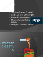 Aparatodigestivo Organosyfunciones 120227194211 Phpapp01 PDF