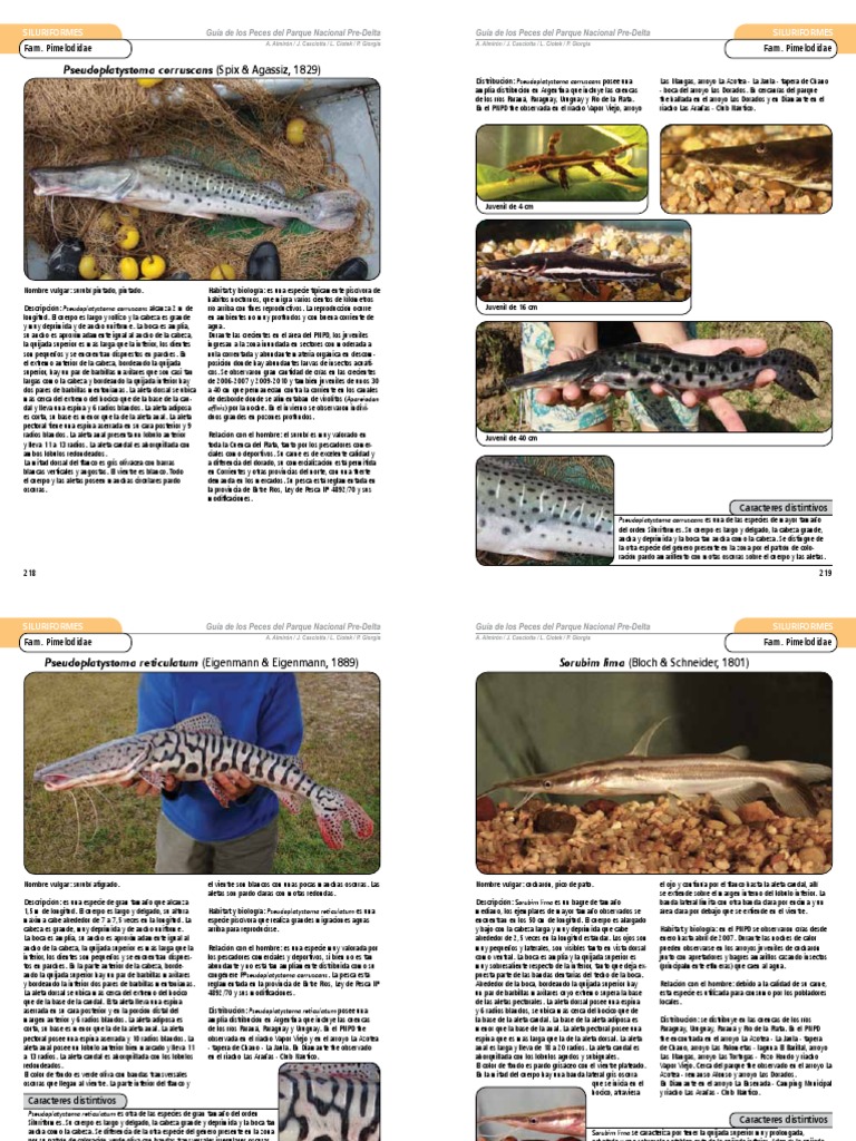 Surubi | PDF | Vertebrados Acuáticos | Pescado