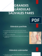 Glandulas 1