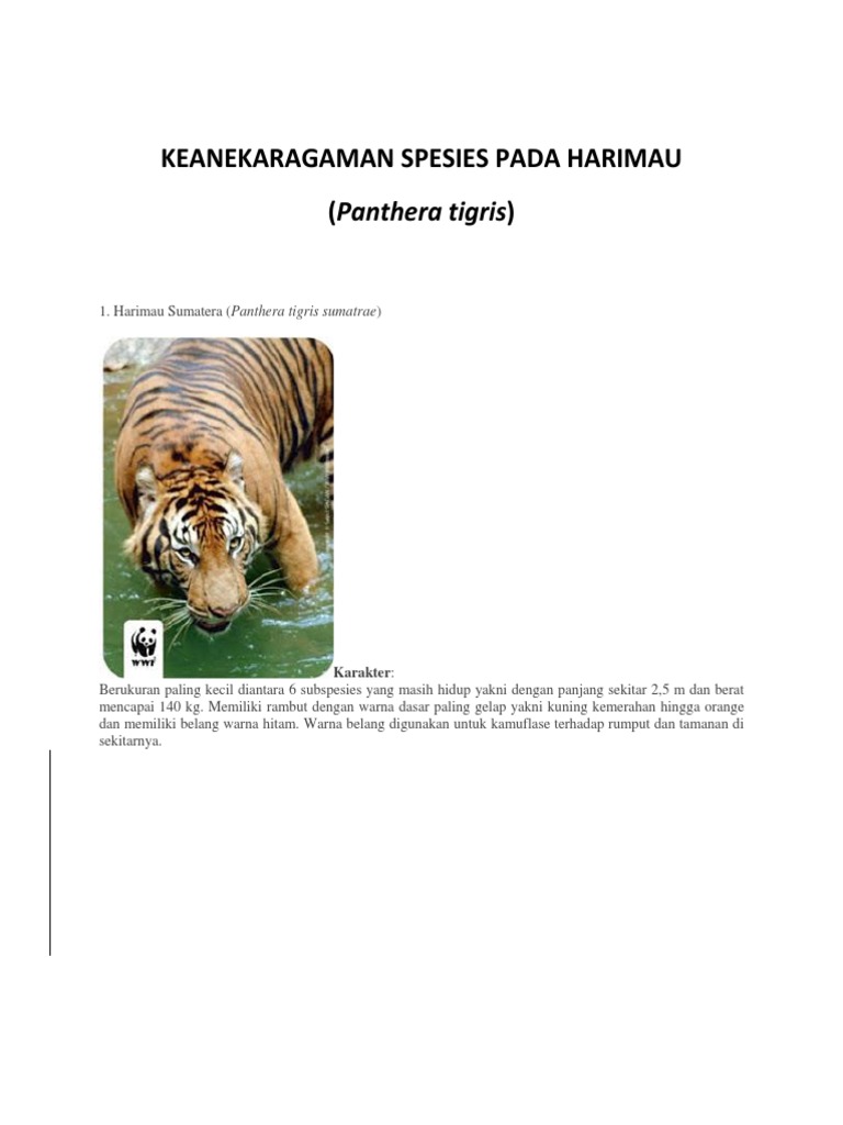 Download 560 Koleksi Gambar Harimau Warna Hitam Terbaik HD