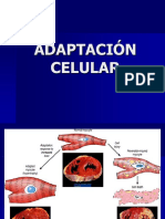 Adaptación Celular