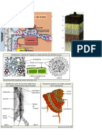 NUITRICION VEGETAL.pdf