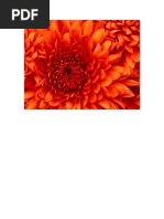 New Rich Text Document