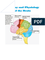 Anatomy and Physiology of The Brain