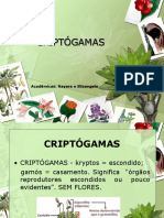 Trabalho Do Pibid de Biologia Sobre Criptógamas