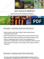 Bakteri Tanaman