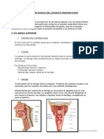 ANATOMÍA BÁSICA DEL APARATO RESPIRATORIO.docx