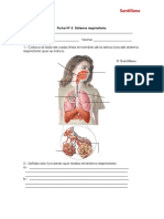 sistema respiratorio