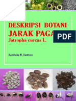 1 Deskripsi Botani Jarak Pagar Bambang BS PDF