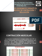 PASOS BIOQUIMICOS DURANTE EL PROCESO DE CONTRACCI+ôN Y